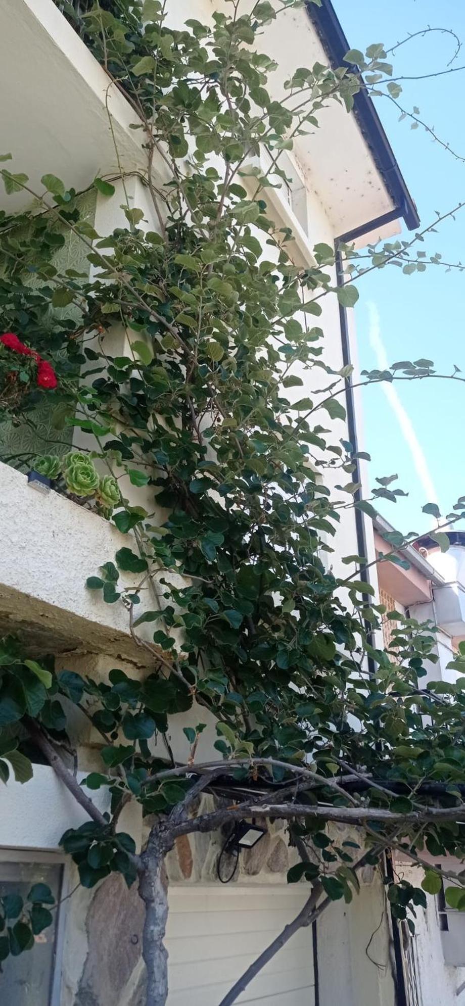 Alojamento local Os Maias Mirandela Exterior foto